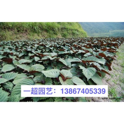北海道黃楊 精品北海道黃楊小苗基地價格