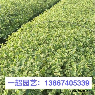 墨西哥羽毛草 優質墨西哥羽毛草產地直銷