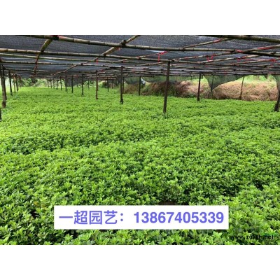 精品地榆小苗 地榆苗圃直銷 地榆價格 地榆行情