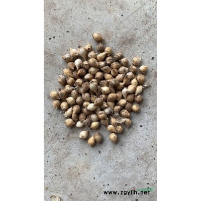 馬來眼子菜 馬萊眼子菜價格 水生植物批發(fā)