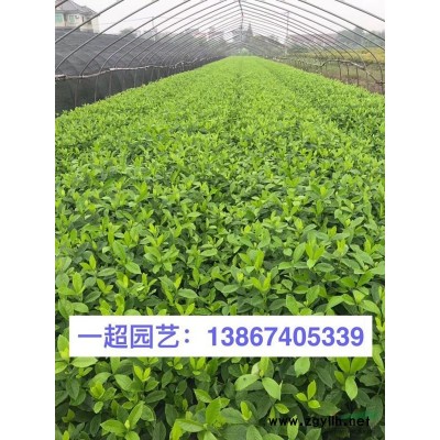 小葉蚊母 精品小葉蚊母價格 小葉蚊母基地批發(fā)