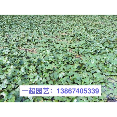 狗尾草 精品狗尾草批發 狗尾草批發