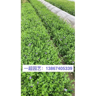 香根草 香根草基地價格 香根草批發(fā)