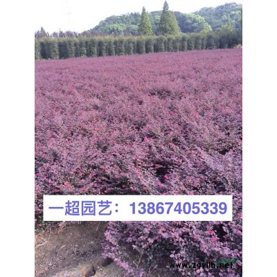 粉綠狐尾藻 粉綠狐尾藻價格
