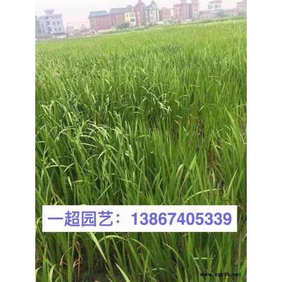 春鵑 春娟 春鵑小杯 春娟小杯 春鵑價(jià)格