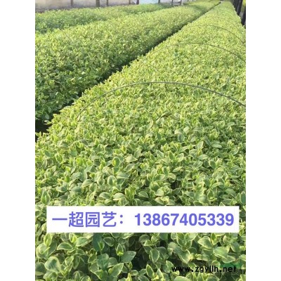 微齒眼子菜 微齒眼子菜批發 微齒眼子菜價格