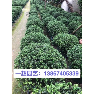 玉龍草 精品玉龍草價格 玉龍草批發(fā)