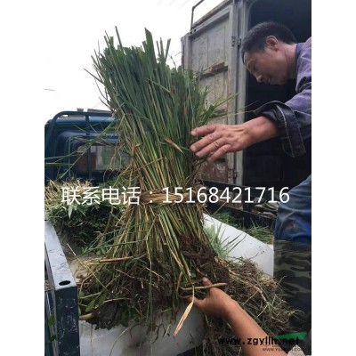 供應各種規格百子蓮