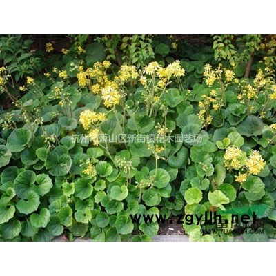 基地草花直銷：花葉虎耳草120雙色杯出售