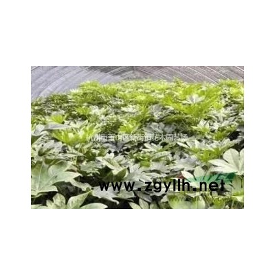 供應(yīng)各規(guī)格灑金珊瑚