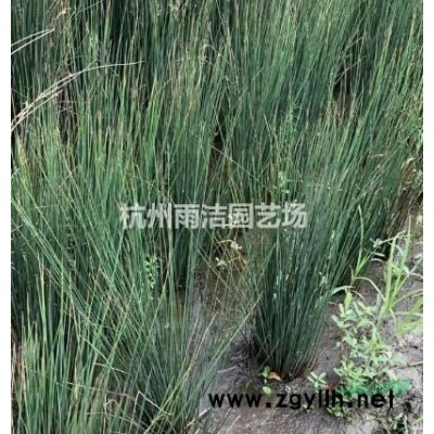 低價直銷海桐小苗 金邊小苗 大葉黃楊小苗 小秧