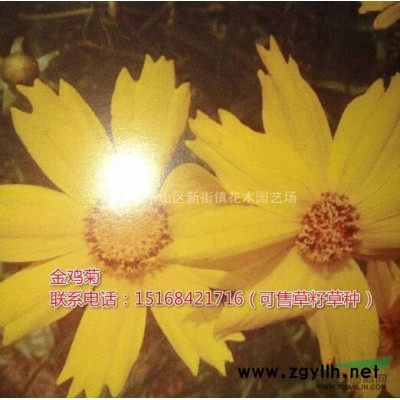 彩葉杞柳球地苗p150，p180，p300美植袋p100，p120，p150，金和女貞錐，金姬小姬柱