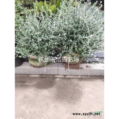 供應(yīng)蘭花三七、闊葉麥冬、吉祥草、石蒜
