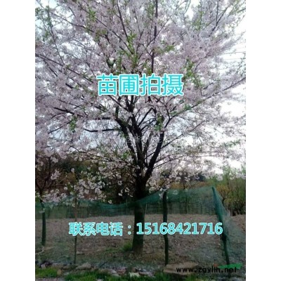 出售120雙色杯紫嬌花，二加侖紫葉美人焦，花葉美人焦和青葉紅花美人焦