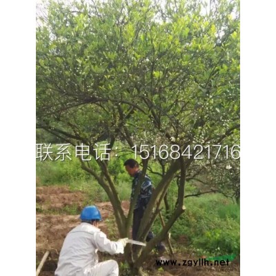 出售各類(lèi)草花盆栽：火星花