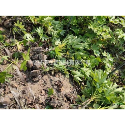 亮晶女貞小杯0.65元 杭州亮晶女貞小杯行情報價/亮晶女貞小杯0.65元 杭州亮晶女貞小杯圖片展示