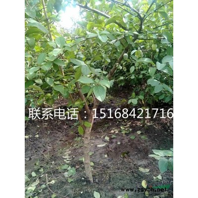 供應(yīng)高50-80公分小葉女貞200萬(wàn)棵