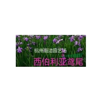 退林還耕 低價(jià)處理海桐球P100-150 大葉黃楊球P100