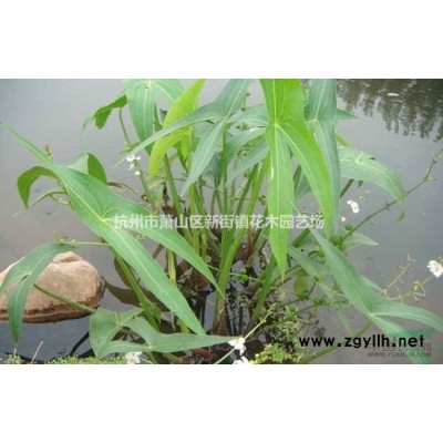 供應(yīng)水生植物、地被植物、色塊小苗、時(shí)令草花等腎蕨,海桐,荻,亞菊