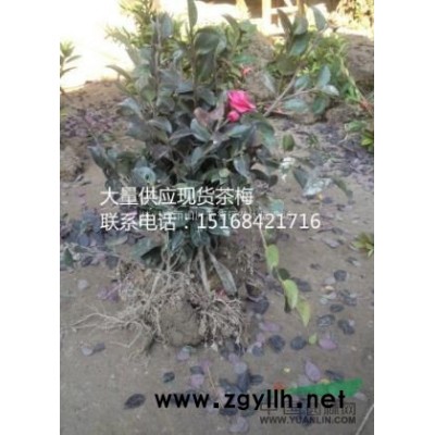 大量供應(yīng)苦草 黑藻 矮生苦草 矮苦草