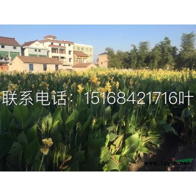 處理苗 海桐球 大葉黃楊球 如圖類型 數(shù)量還有 歡迎聯(lián)系