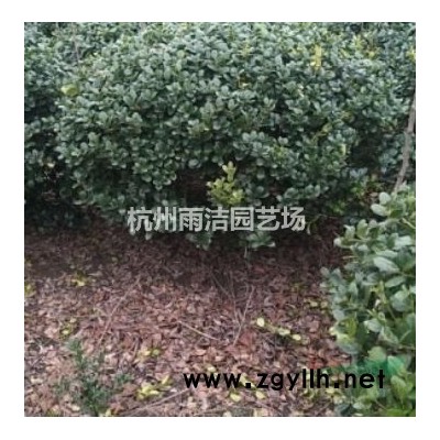 供應(yīng)各規(guī)格細(xì)葉芒