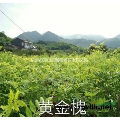出售各類(lèi)草花盆栽：120雙色杯金姬小蠟毛球