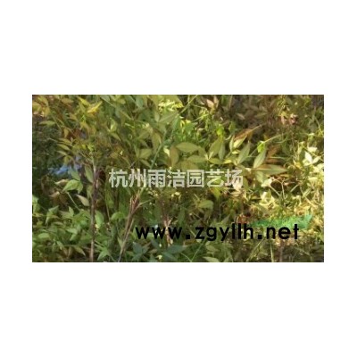 供應(yīng)金娃娃萱草、鳶尾、玉簪、美人蕉地栽苗