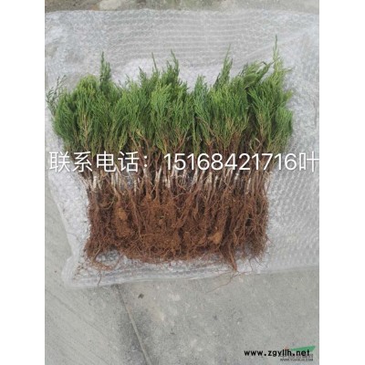退林還耕 低價(jià)處理 大葉黃楊球P100 海桐球 先到先得