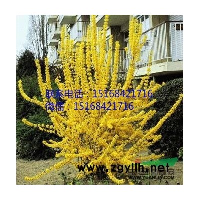 退林還耕 時(shí)間不多 歡迎訂購(gòu)海桐球P100-150 大葉黃楊球P100