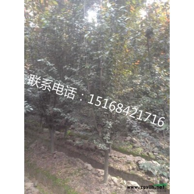 低價(jià)直銷金邊黃楊小苗 海桐小苗 大葉黃楊小苗 女貞小苗 十大功勞小苗
