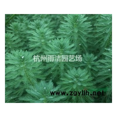 出售各類(lèi)草花盆栽：金葉苔草一加侖
