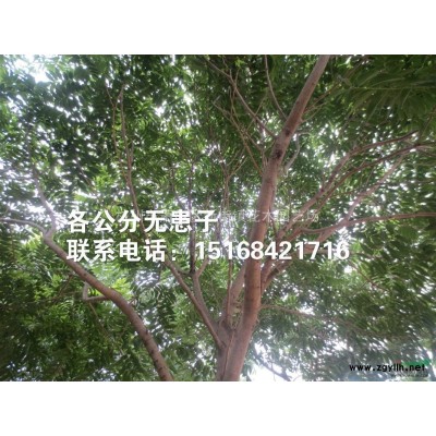 退林還耕 P100-120海桐球大量供應(yīng)
