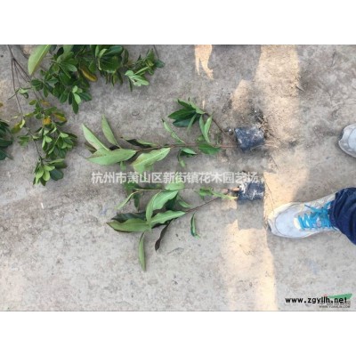 美女櫻 月見草 地被石竹 二月蘭 金雞菊 馬鞭草 大量供應