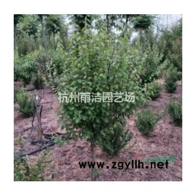 供應(yīng)各規(guī)格大葉黃楊、大葉黃楊球