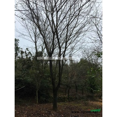 大量供應紅梅
