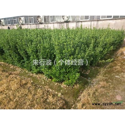 金邊黃楊，大葉黃楊柱子