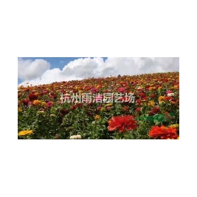 迎春