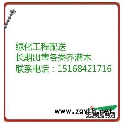 西府海棠