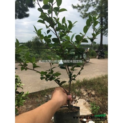 十大功勞小苗