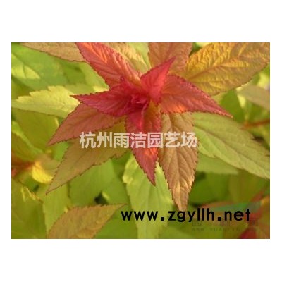 小葉梔子