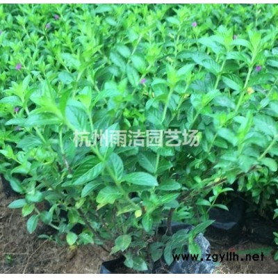 楓香樹