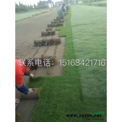 紅葉石楠小毛球