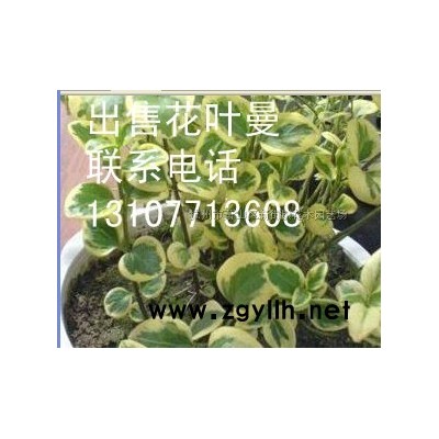 草花類熱門品種