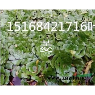 羅漢松