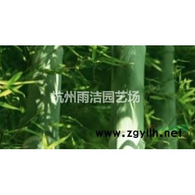 天人菊
