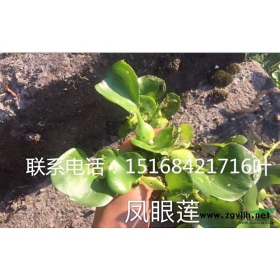 樂昌含笑