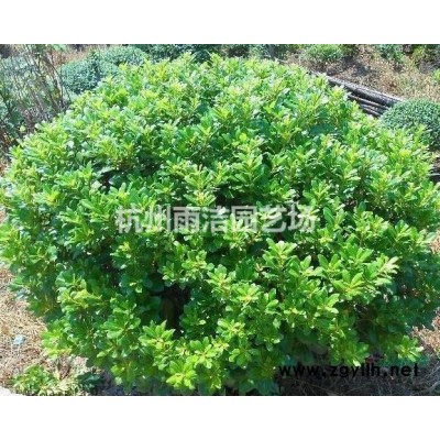 吉祥草