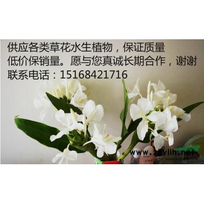 香榧