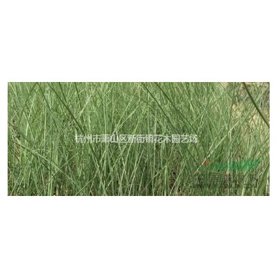羅漢松球
